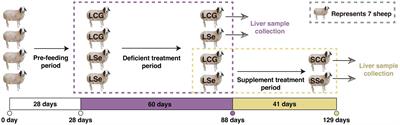 Effects of dietary selenium deficiency and supplementation on liver in grazing sheep: insights from transcriptomic and metabolomic analysis